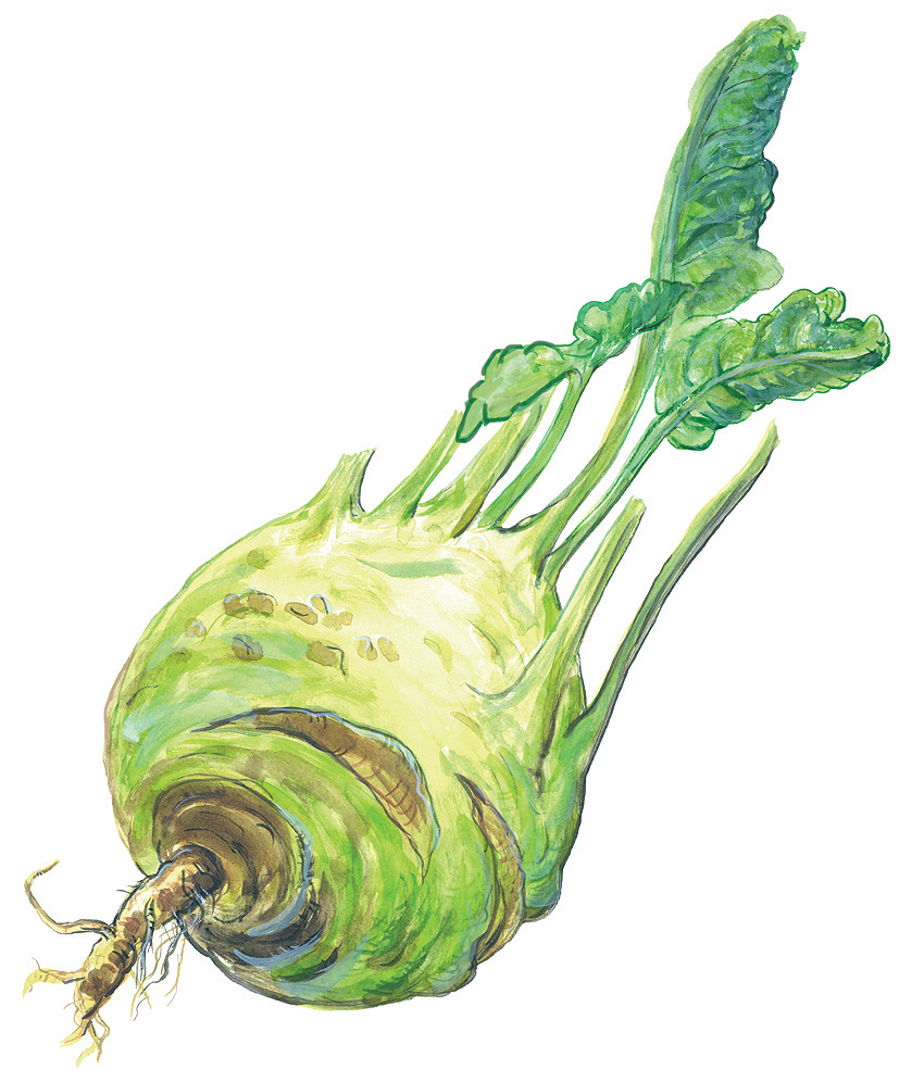 Kohlrabi (Brassica oleracea var. gongylodes)