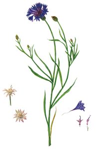 Kornblume mit Blütendetails