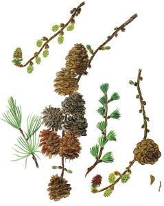 Lärchenzweige (Larix decidua)
