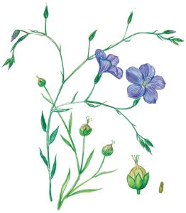 Leinpflanze mit Samen (Linum usitatissimum)