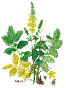 Odermennig (Agrimonia eupatoria)