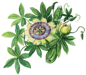 Passionsblume (Passiflora)