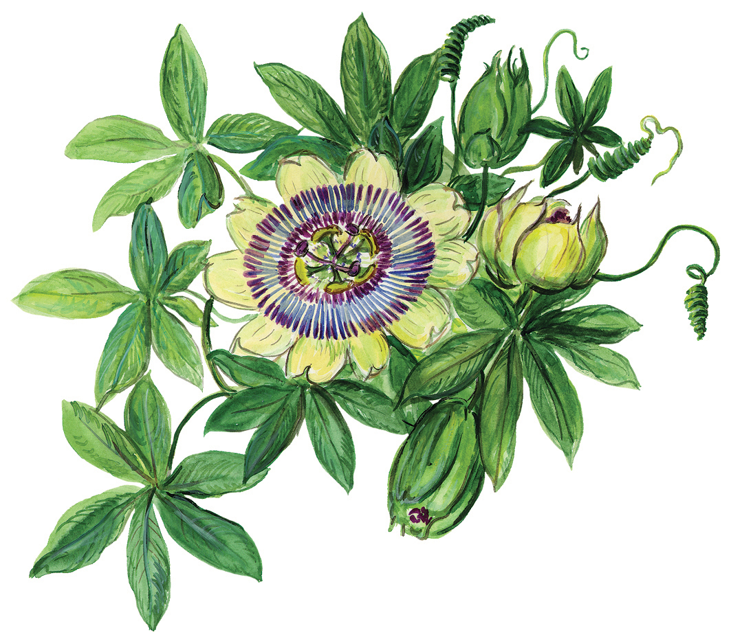 Passionsblume (Passiflora)