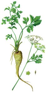 Petersilie (Petroselinum hortense)