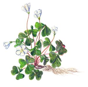 Sauerklee (Oxalis acetosella)