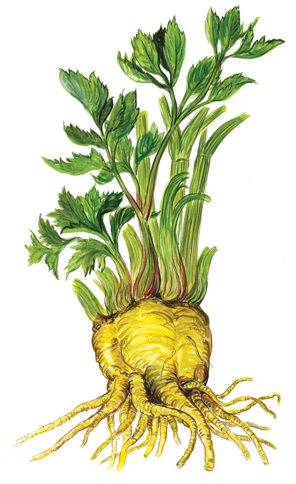 Echte Sellerie (Apium graveolens)