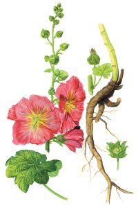 Stockrosenblüten und Wurzel (Alcea rosea)