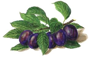 Zwetschken (Prunus domestica)