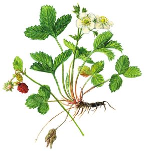 Walderdbeere mit Blüten und Früchten (Fragaria vesca)