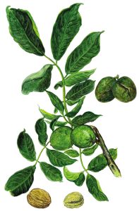 Walnuss (Juglans regia)