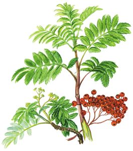 Eberesche oder Vogelbeere, Früchte (Sorbus aucuparia)