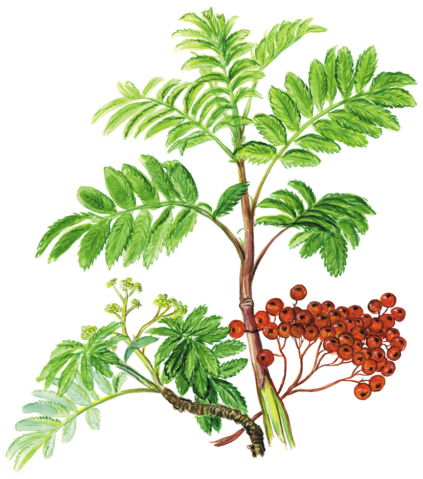 Eberesche oder Vogelbeere, Früchte (Sorbus aucuparia)