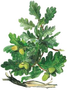 Eichenzweig mit Eicheln und Rinde (Quercus robur)