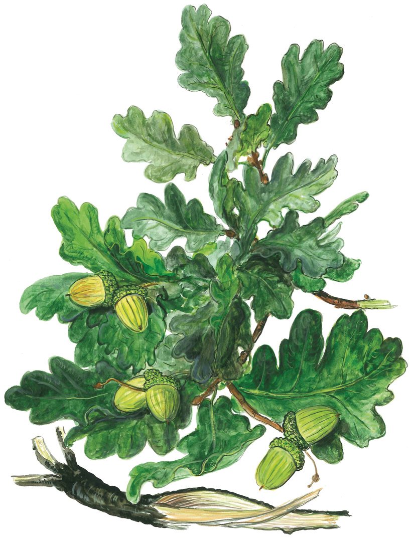 Eichenzweig mit Eicheln und Rinde (Quercus robur)