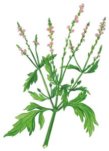 Eisenkraut (Verbena officinalis)