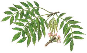 Eschenzweig mit Blüten und Früchten (Fraxinus excelsior)