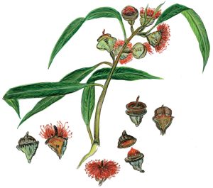 Eukalyptus (Eucalyptus globulus)