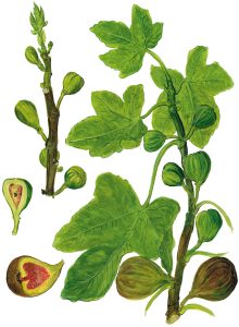 Feigenzweig mit Früchten (Ficus carica)