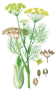 Fenchel (Foaniculum vulgare)
