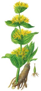 Gelber Enzian (Gentiana lutea)