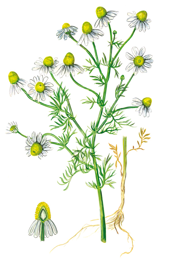 Kamille mit Wurzel (Matricaria chamomilla)