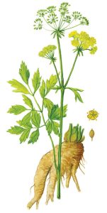 Liebstöckel_Adolf Blaim