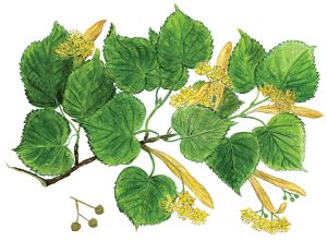 Lindenblütenzweig (Tilia)