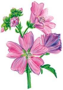 Malvenblüten (Malva sylvestris)