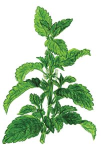 Melisse oder Zitronenmelisse (Melissa officinalis)