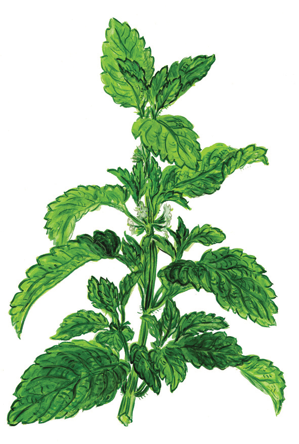 Melisse oder Zitronenmelisse (Melissa officinalis)