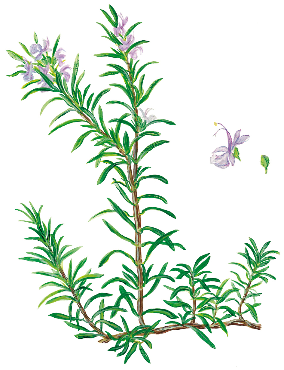 Rosmarin mit Blütendetails (Rosmarinus officinalis)