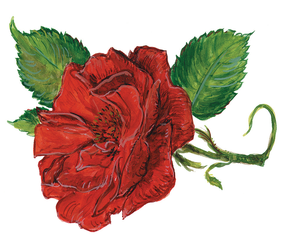 Rote Rose (Rosa)