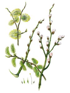 Weidenkätzchen und Blüten (Salix)