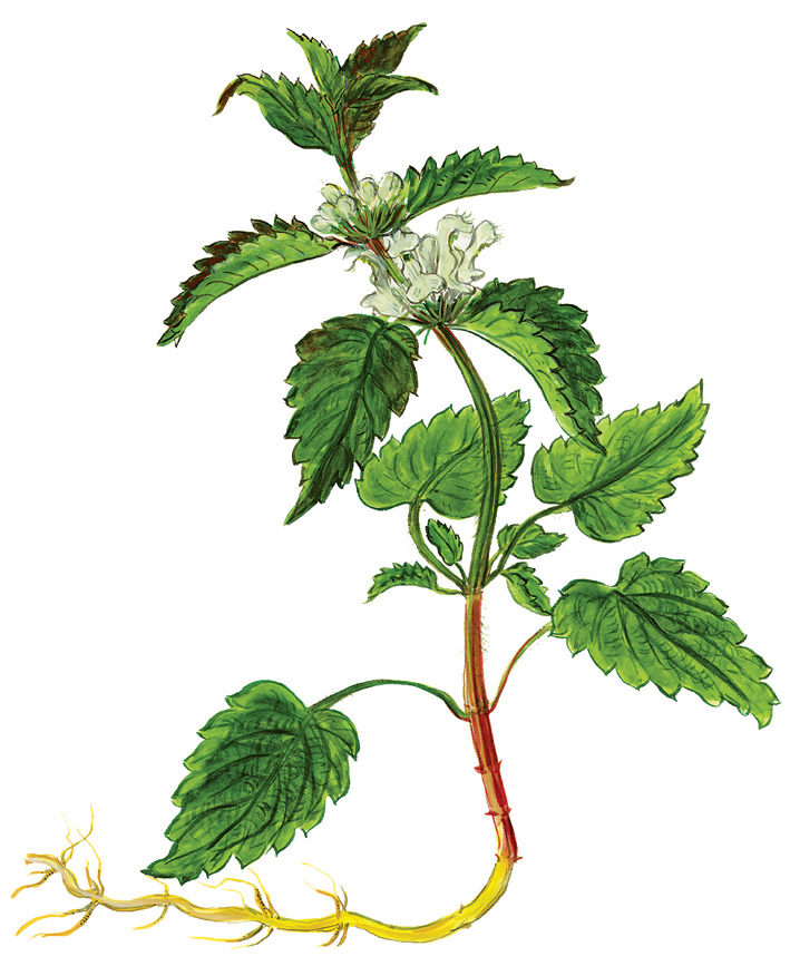 Weiße Taubnessel (Lamium album)