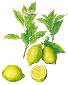 Zitronen mit Blütenzweig (Citrus x limon)