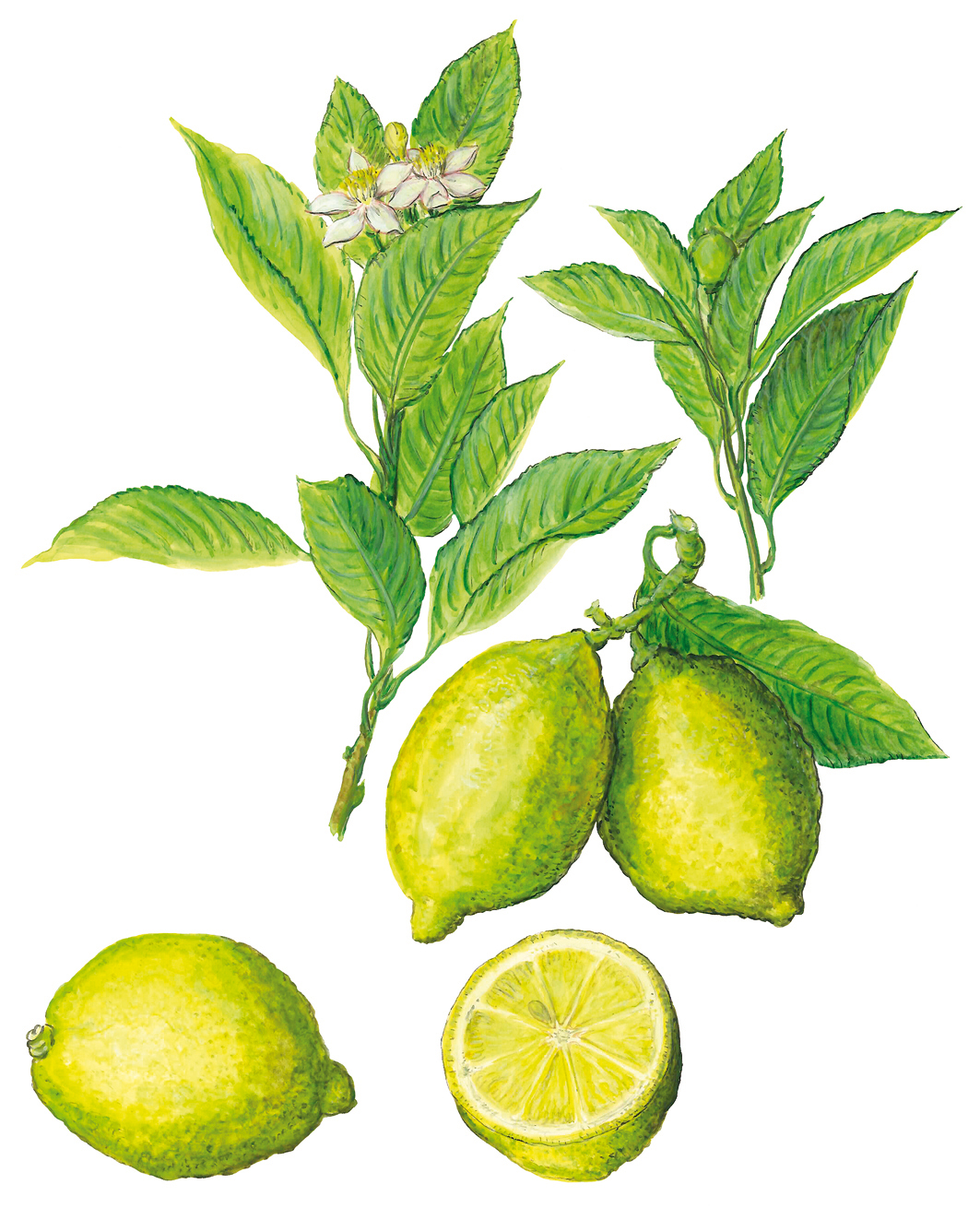 Zitronen mit Blütenzweig (Citrus x limon)