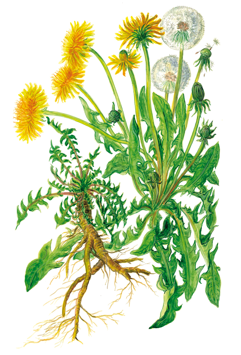 Löwenzahn mit Wurzel