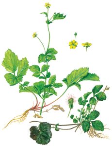 Nelkenwurz (Geum urbanum)