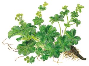 Frauenmantel (Alchemilla vulgaris)