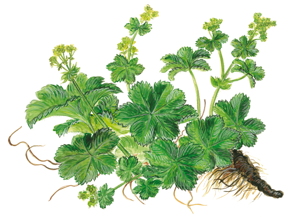 Frauenmantel (Alchemilla vulgaris)