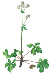 Waldsanikel (Sanicula europaea)